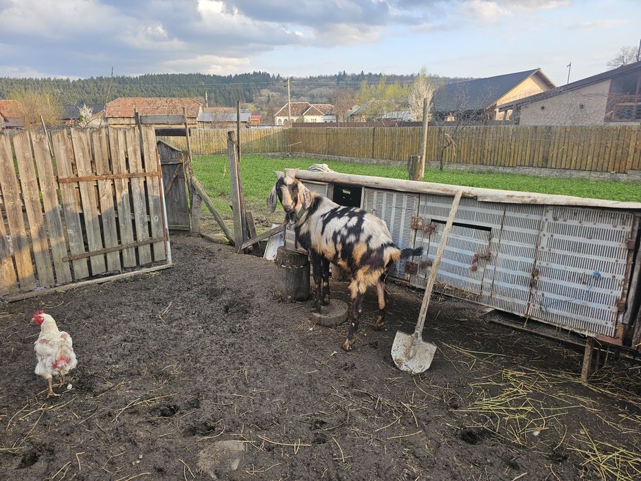 Capra si tap anglo-nubian cu pedigre