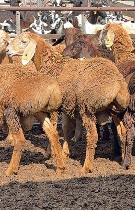 Кошкарчики в продаже