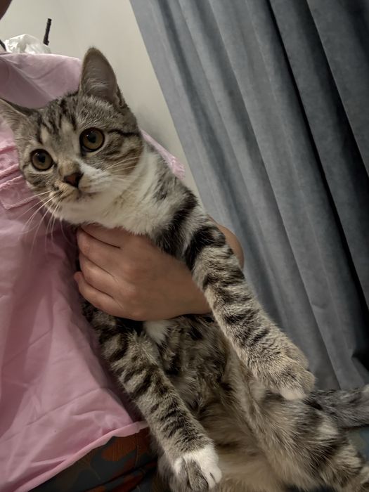 Отдам кошку бесплатно