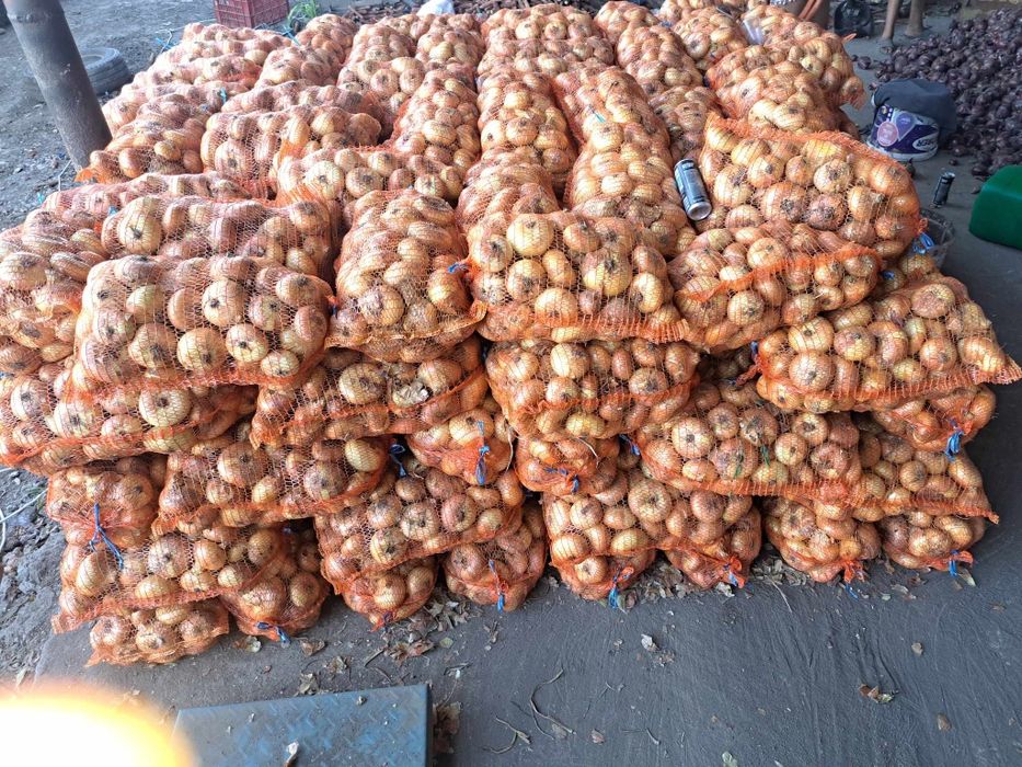 Vănd ceapa în catidate mare peste 2000 de done