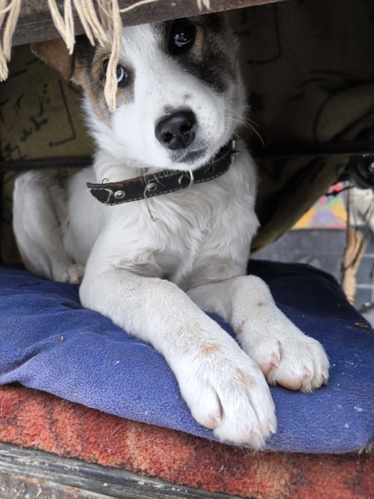 Щенка в добрые руки