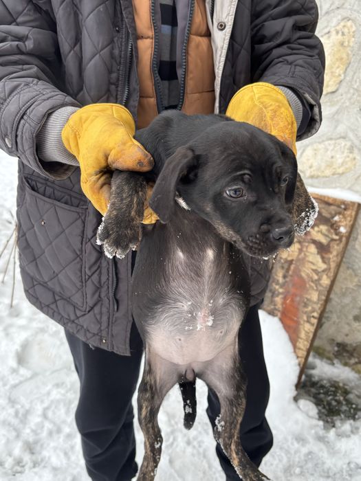 Catei de dat spre adoptie