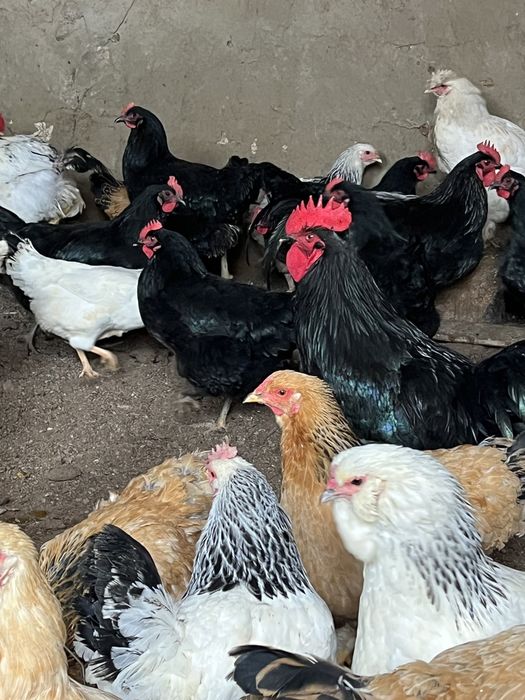 Тауықтар сатылады