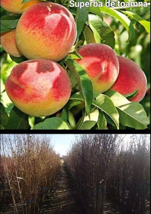 Meri-pomi fructiferi