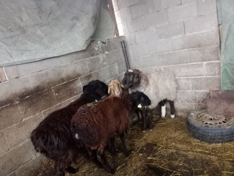 Продам баран толстых