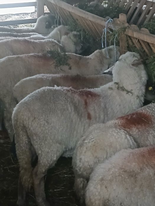 Vand oi tigai tinere