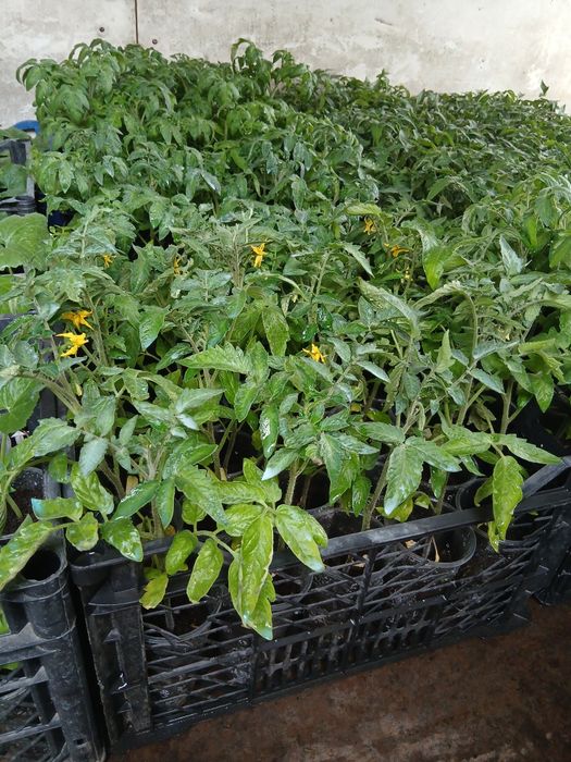 Разсад домати,краставици,пипер