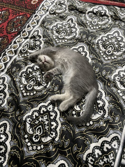Продается породистый котенок