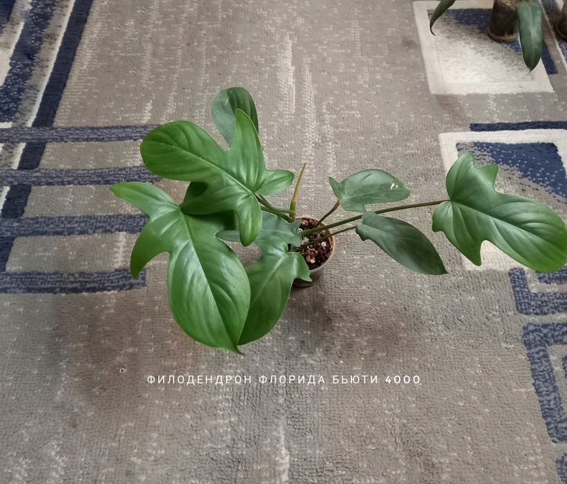 Филодендрон, растения, цветы