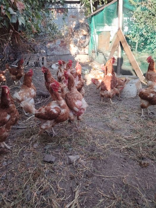 Продам курей несушки