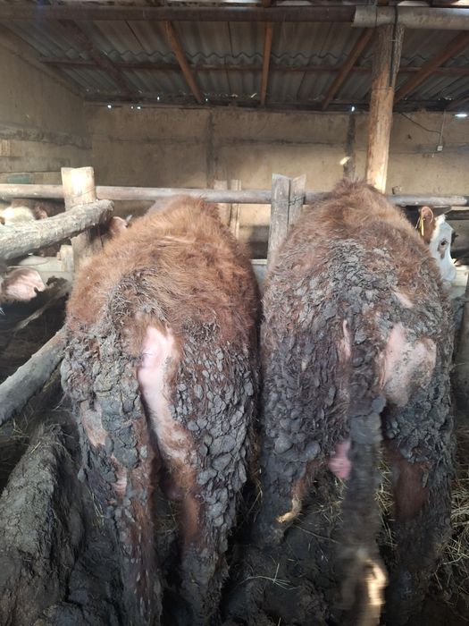 Бордақыда тұрған бұқалар сатылады