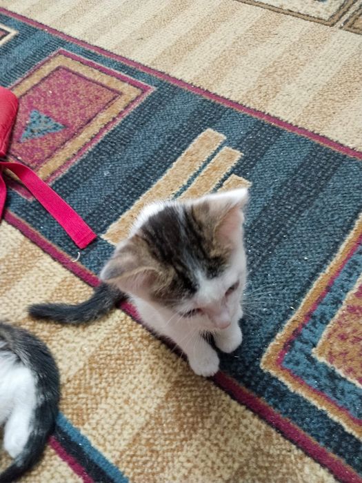 Отдам в хорошии руки