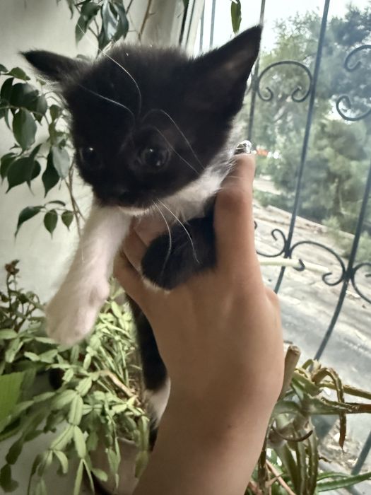Отдам котят в добрые руки.