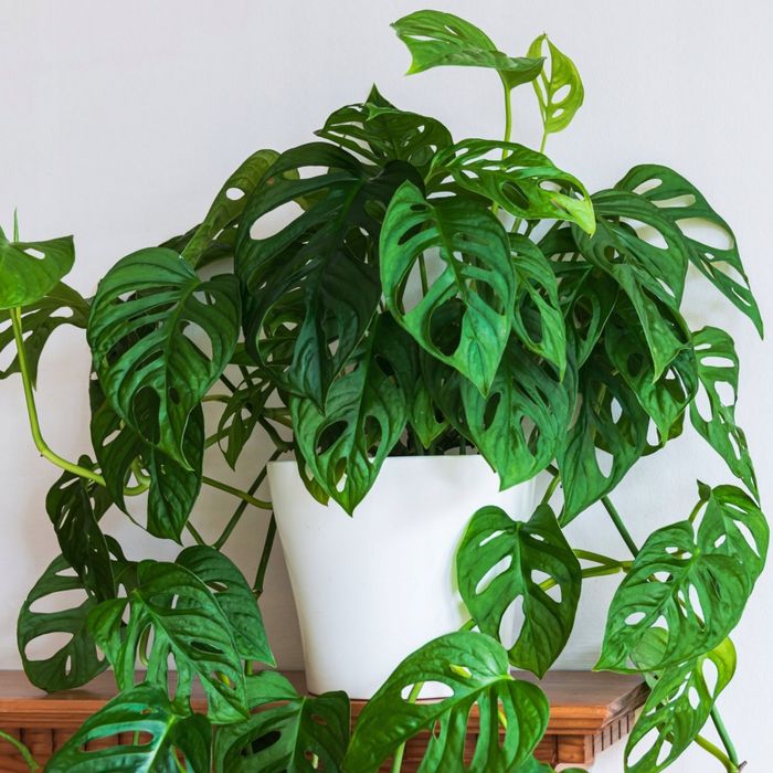 Горшок керамический с отростками