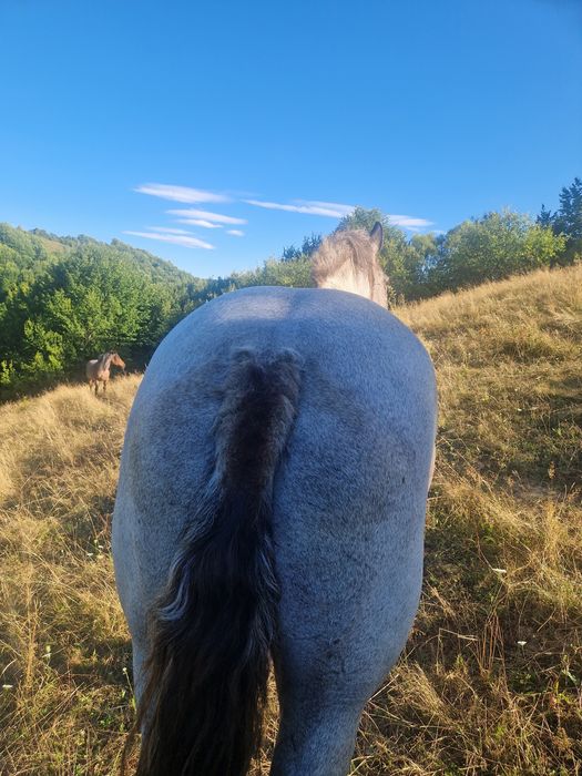 Vand iapa de 6 ani