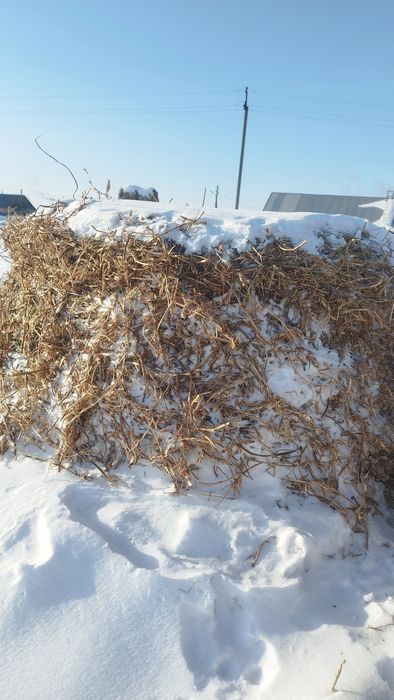 Продам гороховую солому