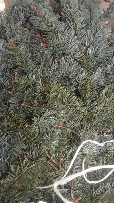 Продаю Нобилис г.Степногорск