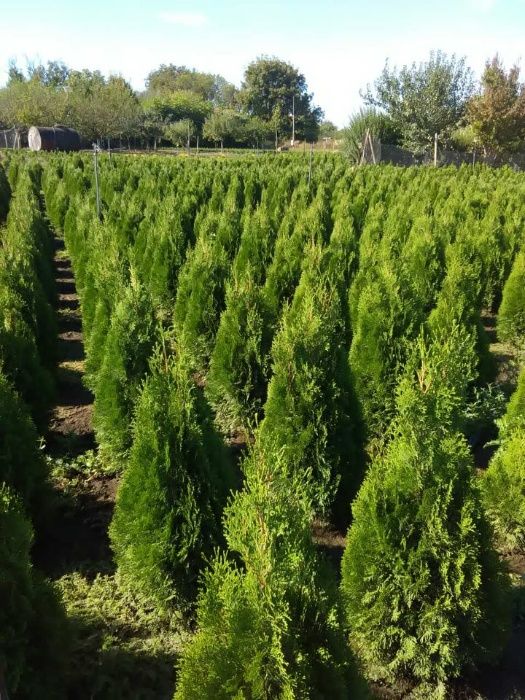 Декоративни храсти, растения, озеленяване