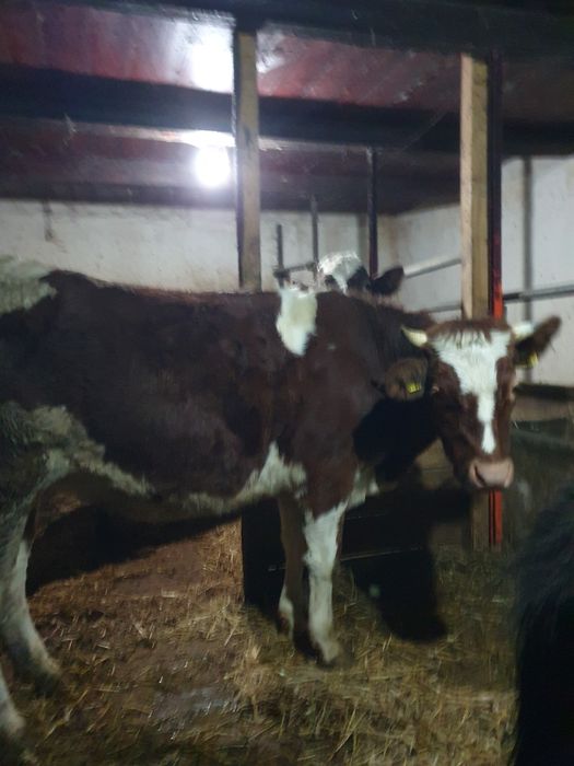 Juncã gestantã de vanzare