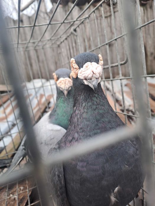 Porumbei Voiajor stil vechi