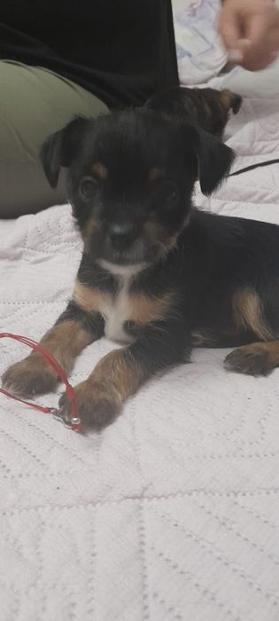 Отдам щенят бесплатно