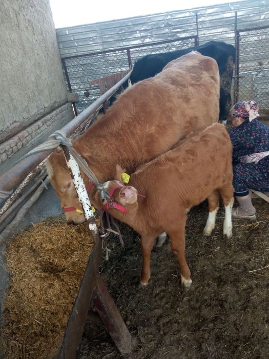 Zotli sigir va bola sotilaci