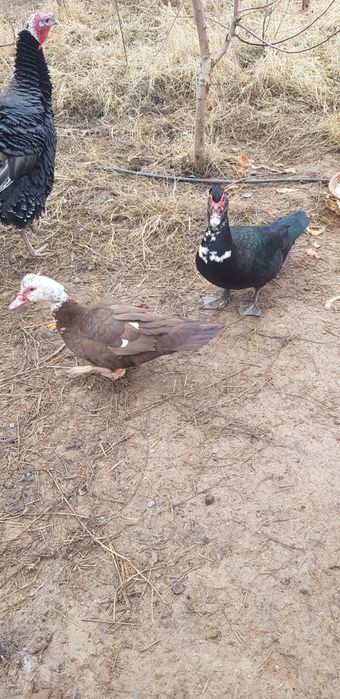 Продаются Индоутки 3 шт