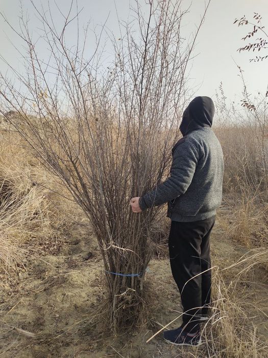 Qayragoch kochati SOTILADI OPTOM narxlarda