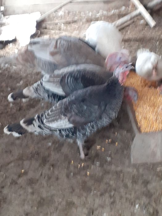 Păsări de vânzare