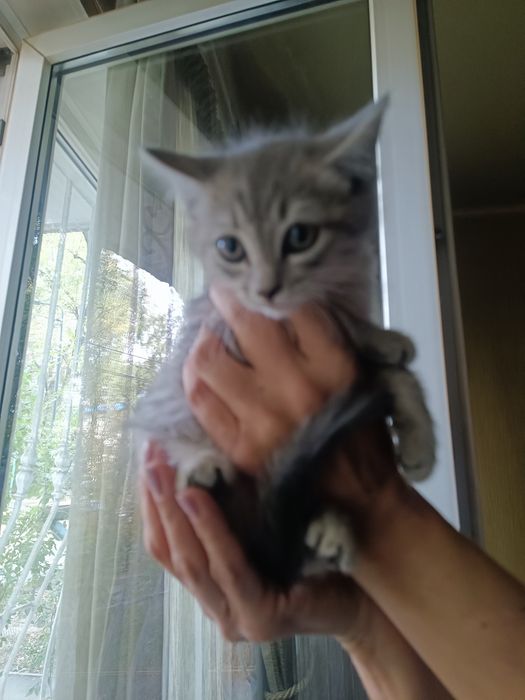 Котята 2 месяца, милые, ласковые