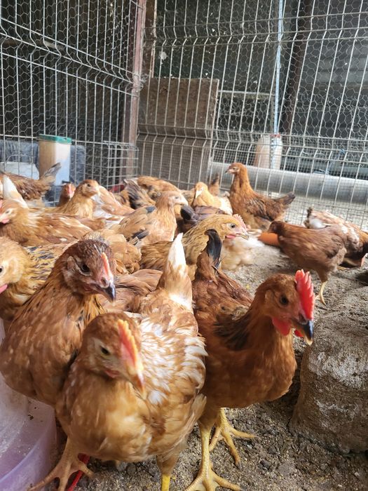 Pui de o zi,oua de incubat gaini Isa Brown