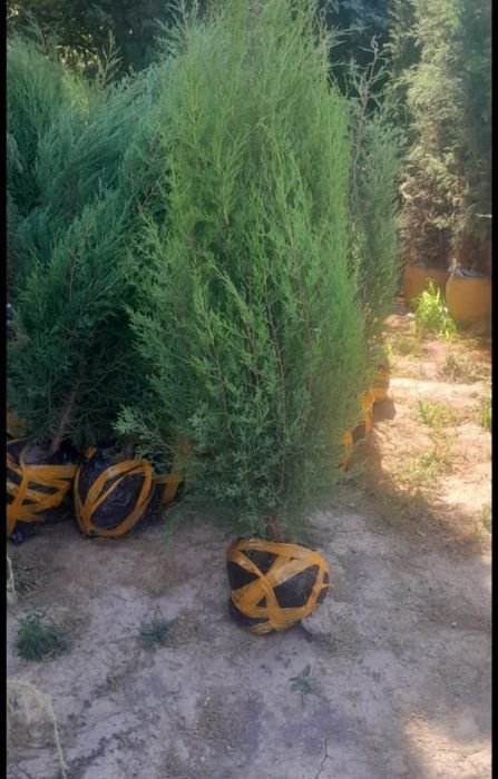 Забор из ёлок под ключ