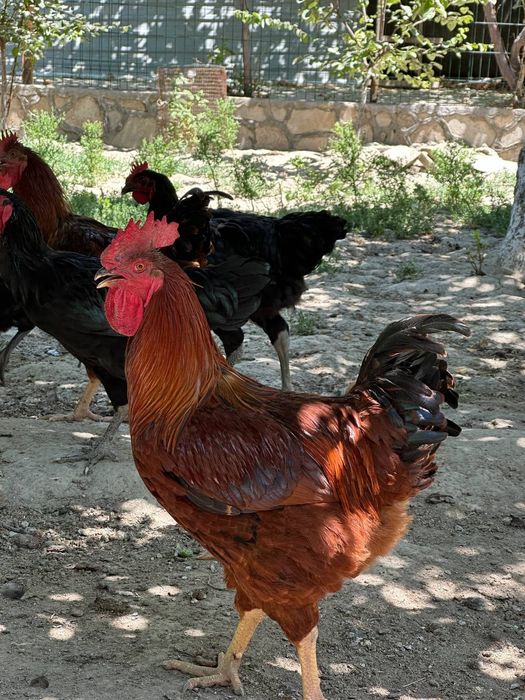 Порно кемпір ұйықтап жатыр