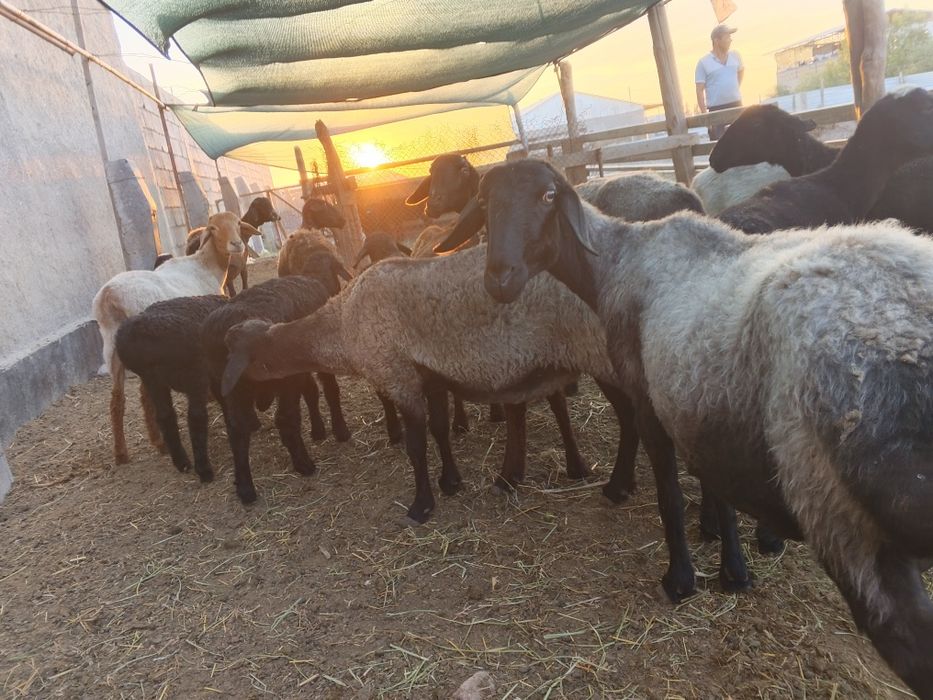 Ona bola qoylar sotiladi