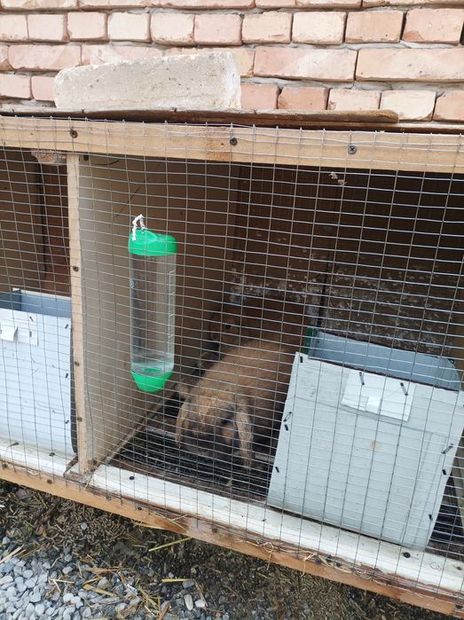 Karlik Baran Quyonlar sotiladi