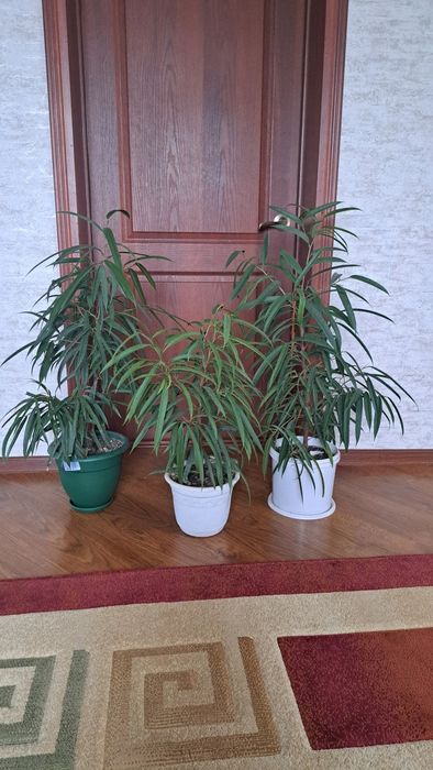 Комнатные  растения