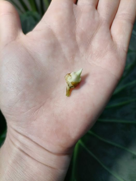 Клубень алоказии одора