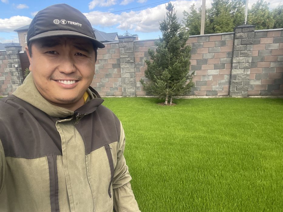 Ели голубые,зеленые