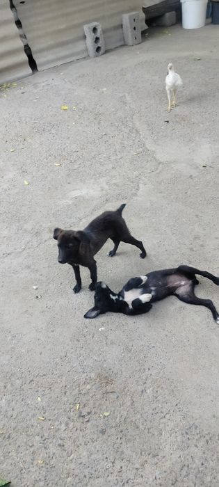 Отдам в хорошие руки бесплатно
