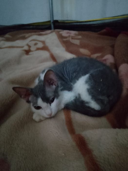 Продам котенка- сфинкс Браш