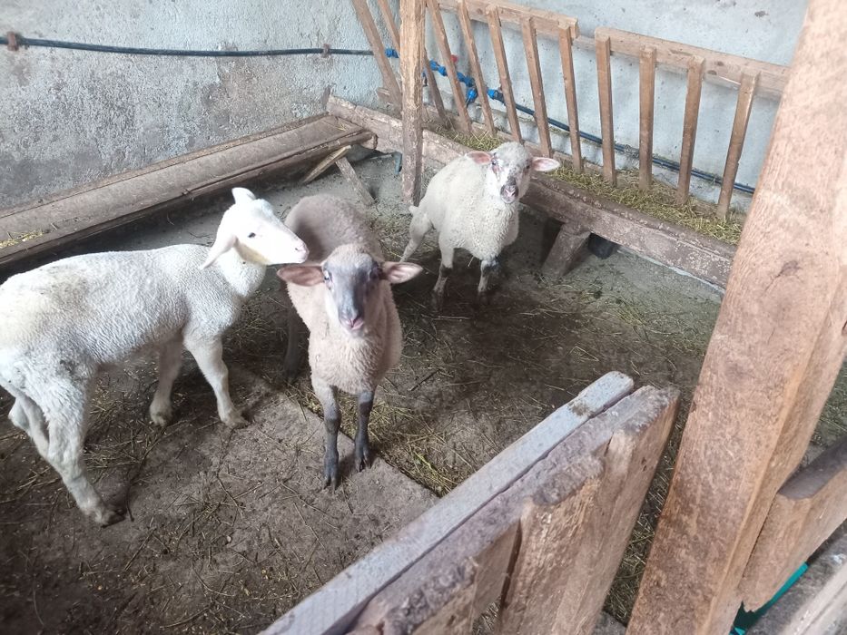 Mielute lacaune de vinzare