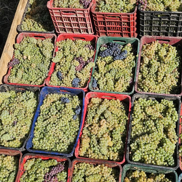 Struguri de vin avem toate soiurile cu transport la domiciliu gratuit!