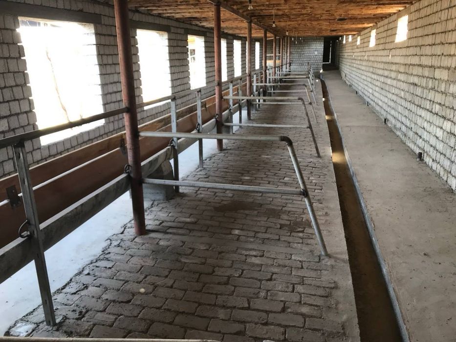 Уй Сотилади! Молхонаси билан!