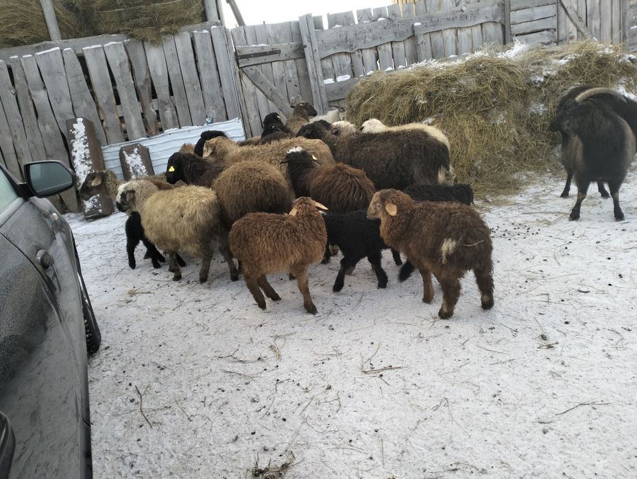 Кой ,токты ,козы,ешки