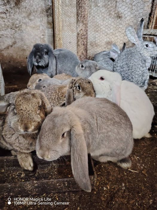 Продавам млади зайци