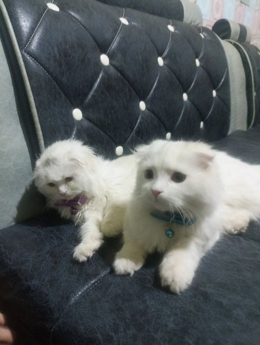 Шотландский весело ухо