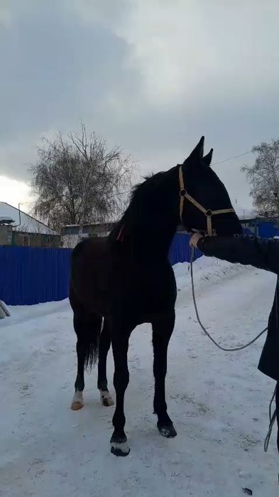 Продам иноходца амереканца