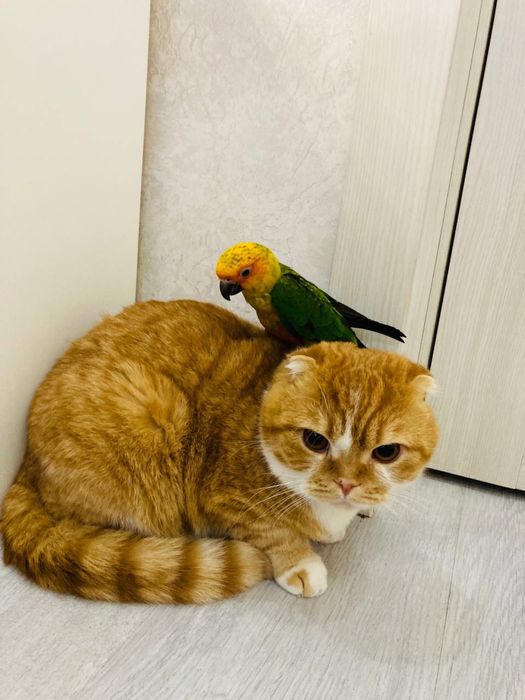 Срочно продаю Аратингу