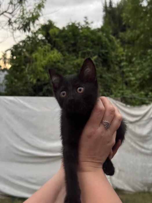 Котёнок бесплатно
