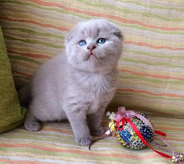Скоттиш Страйт и Фолд.